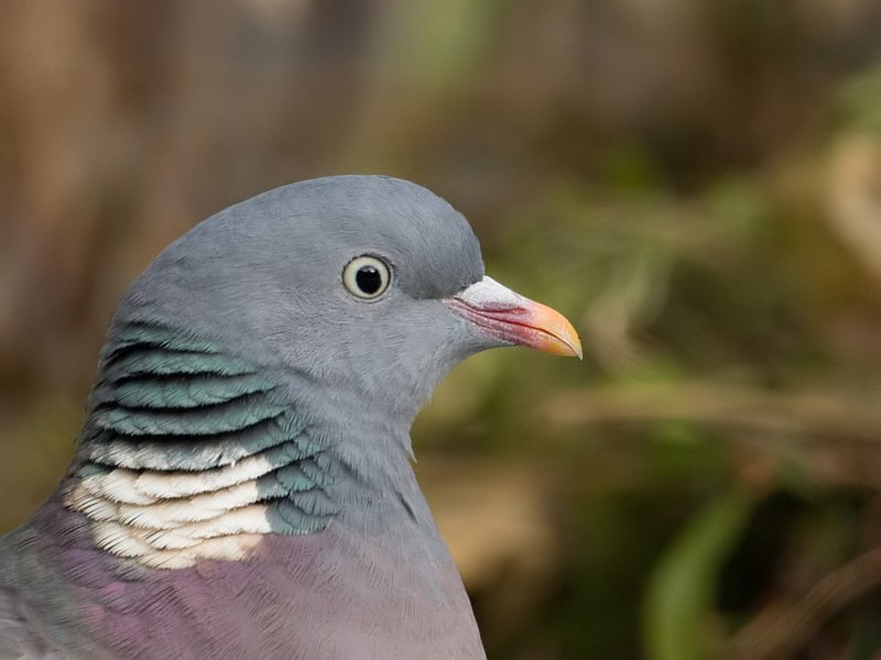 Columba palumbus Houtduif Wood Pigeon